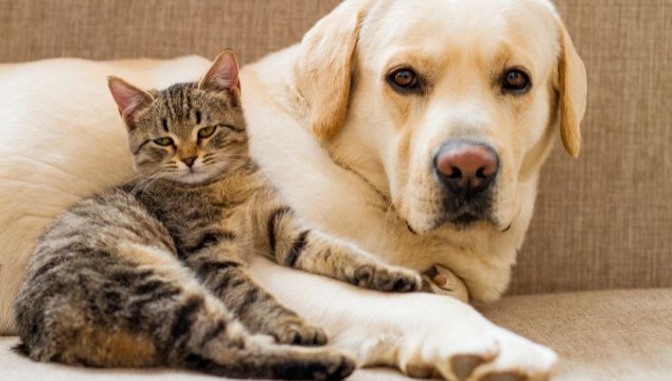 Cane gattino scena tenerissima social