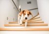 cane scende le scale