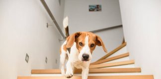 cane scende le scale