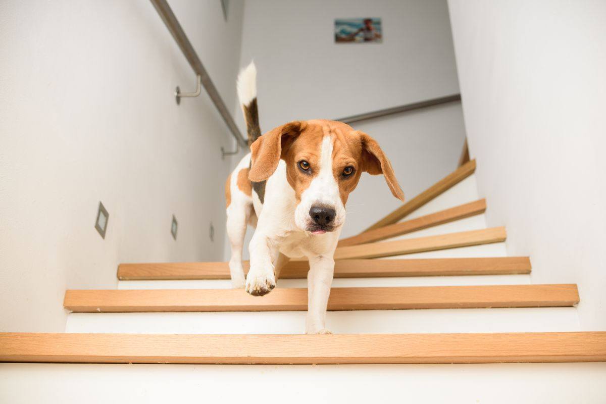 cane scende le scale