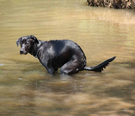 Cane guarda fisso