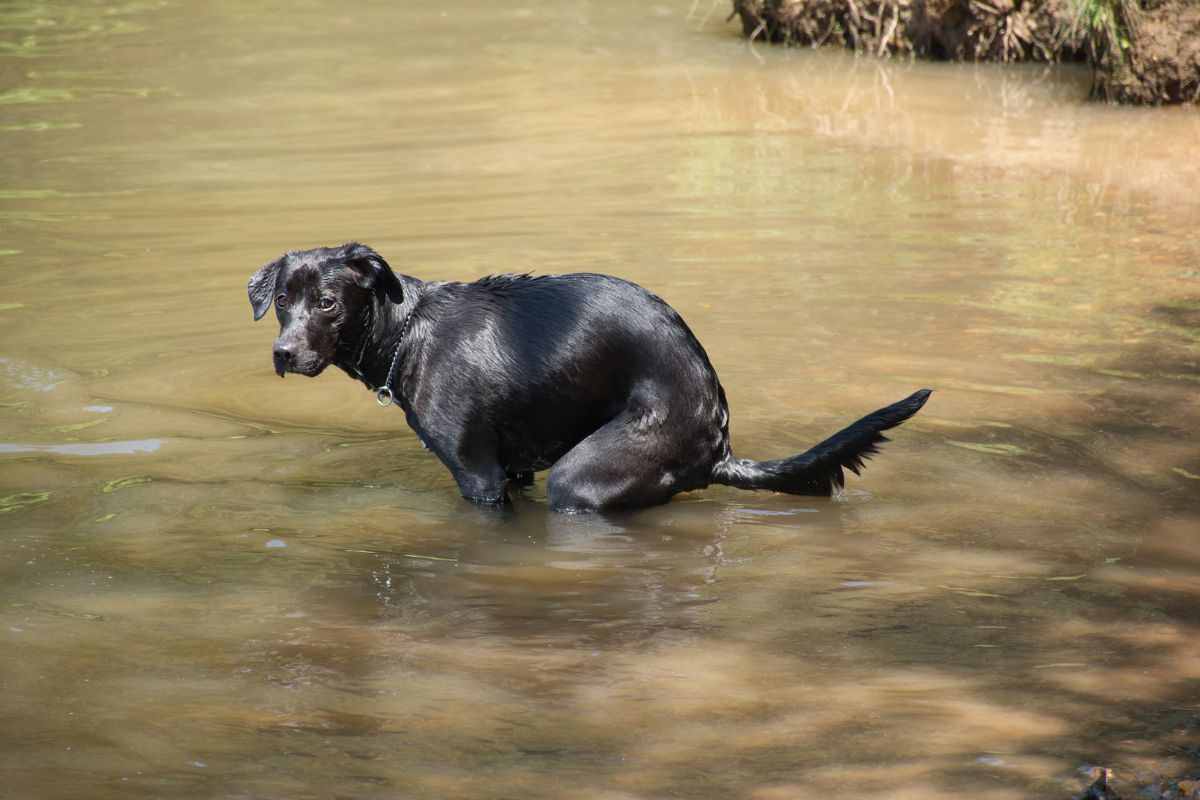 Cane guarda fisso 