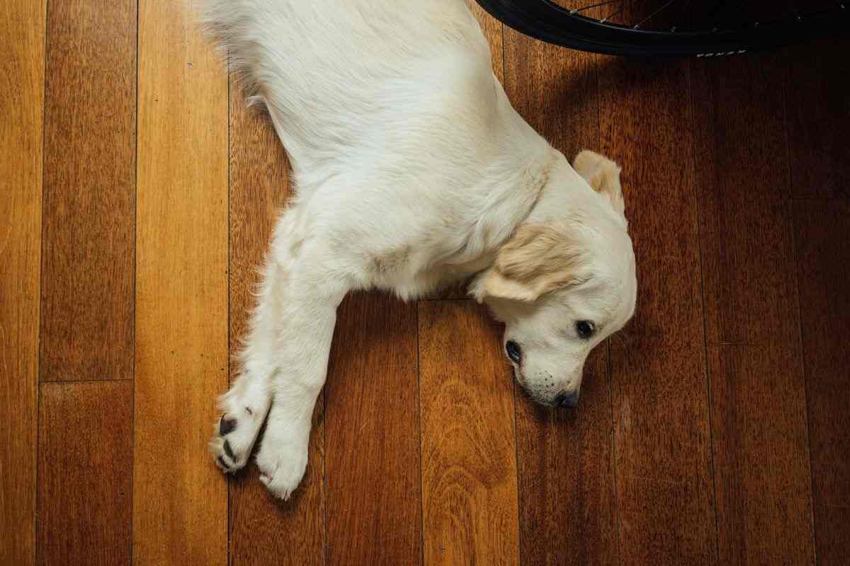 Lo stomaco del cane fa rumore