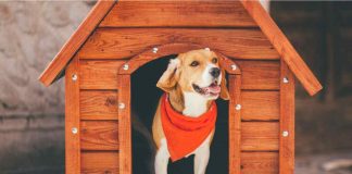 cucce per il cane le migliori secondo gli esperti