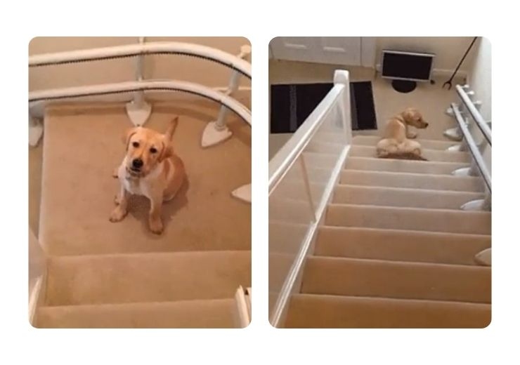 cane sulle scale