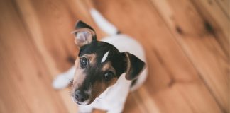 Il cane si lecca sempre il sedere
