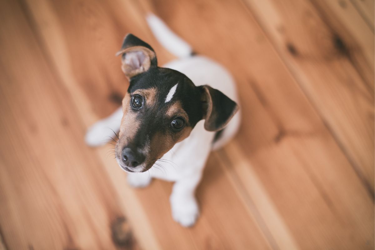 Fido si lecca sempre il sedere