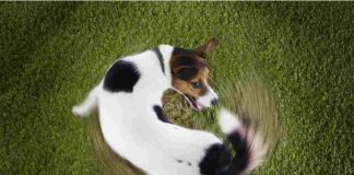 perché i cani si mordono la coda