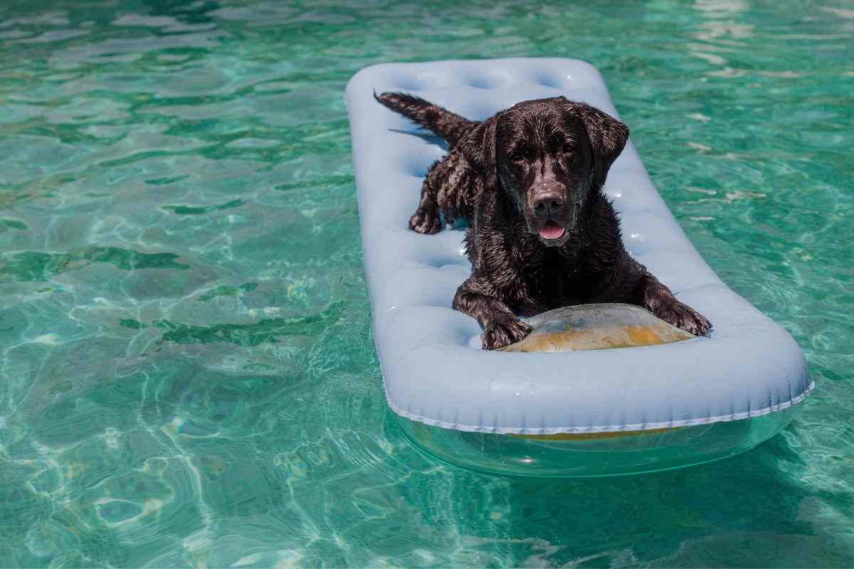 Cane bagno piscina scena divertente