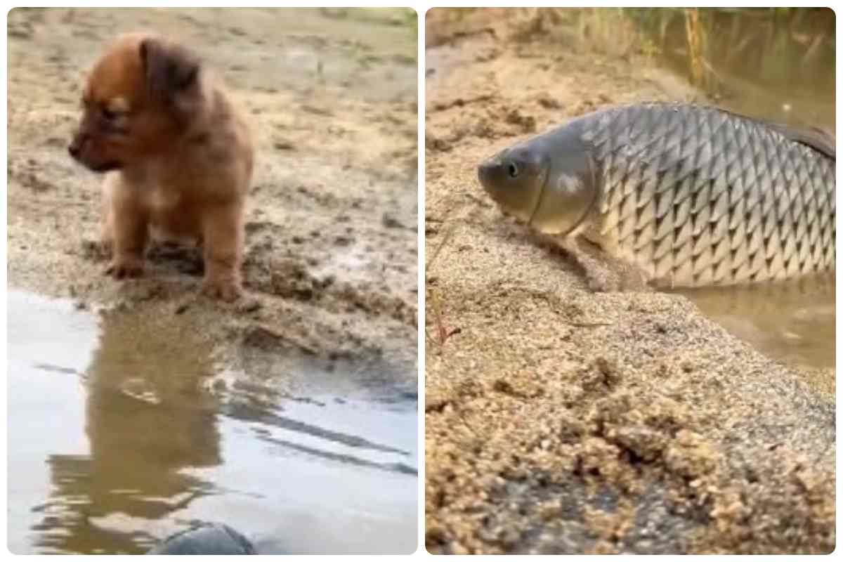 cagnolino carpa amore video