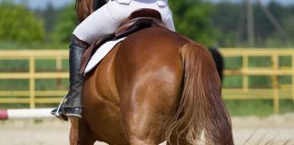 Cavallo equitazione frustrino dolore video