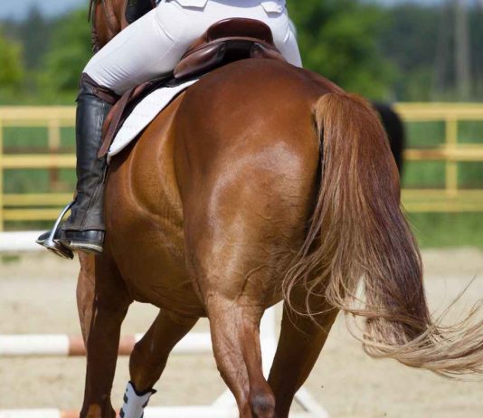 Cavallo equitazione frustrino dolore video