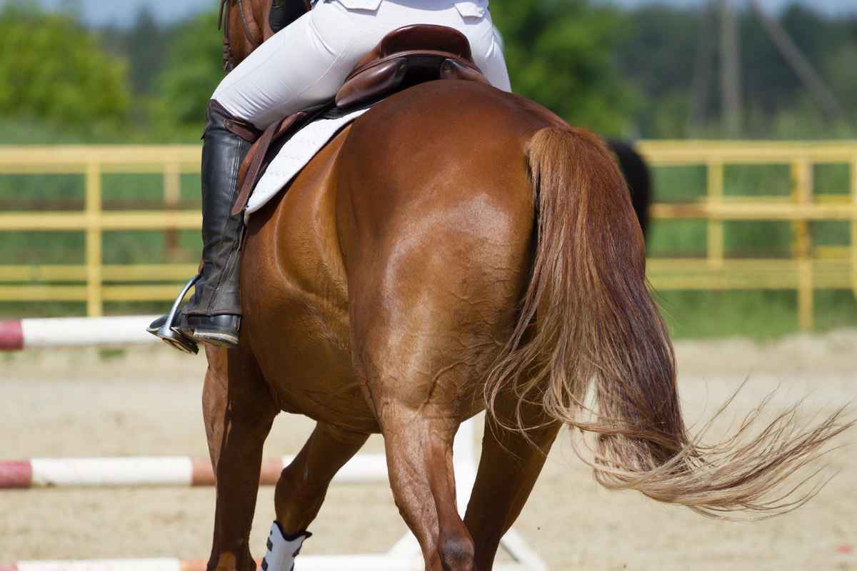 Cavallo equitazione frustrino dolore video 