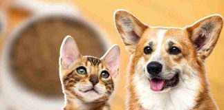 dieta di cani e gatti come scegliere il cibo