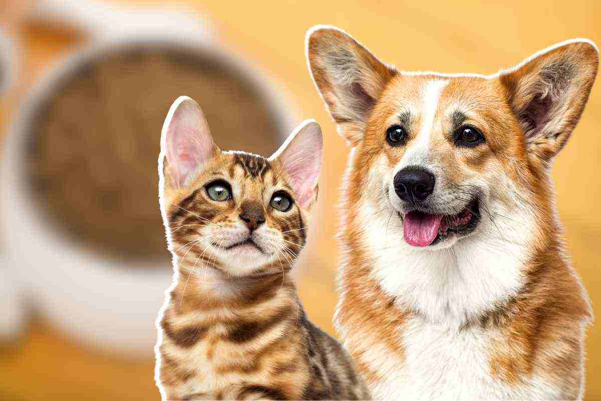 dieta di cani e gatti come scegliere il cibo