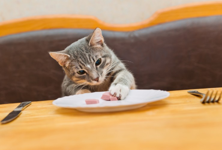 dieta di cani e gatti come scegliere il cibo