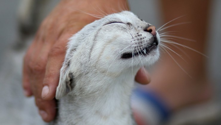Coccole al gatto