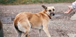 Cane con coda tra le gambe