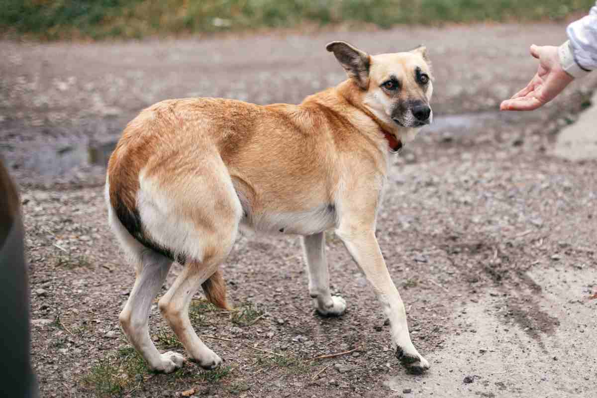 Cane con coda tra le gambe