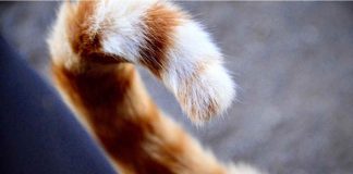 perchè il gatto sbatte la cosa