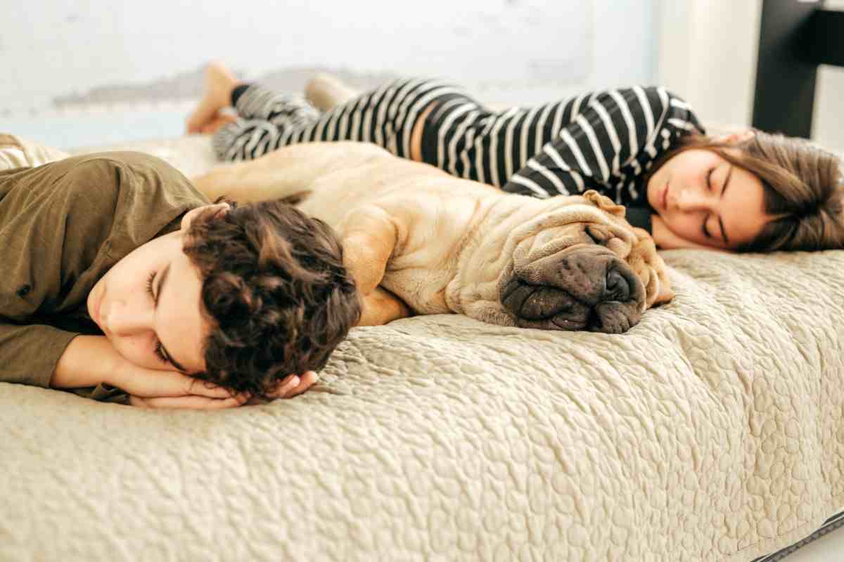 Il tuo cane russa quando dorme? Ecco quando dovresti preoccuparti secondo il veterinario  --- (Fonte immagine: https://www.velvetpets.it/wp-content/uploads/2023/09/Coppia-con-cane-Velvetpets.it-300923-1.jpg)