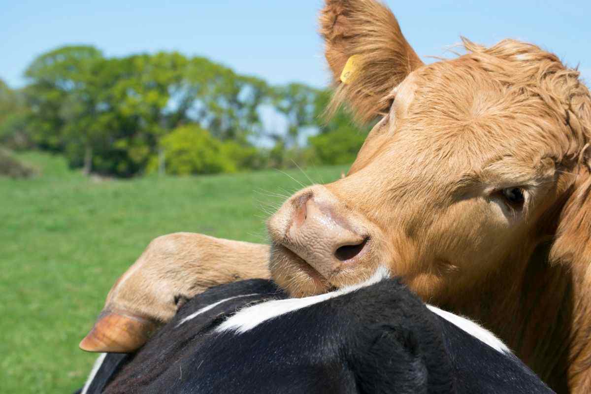 Cow Cuddling therapy