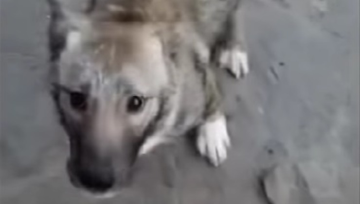 Cucciolo guarito