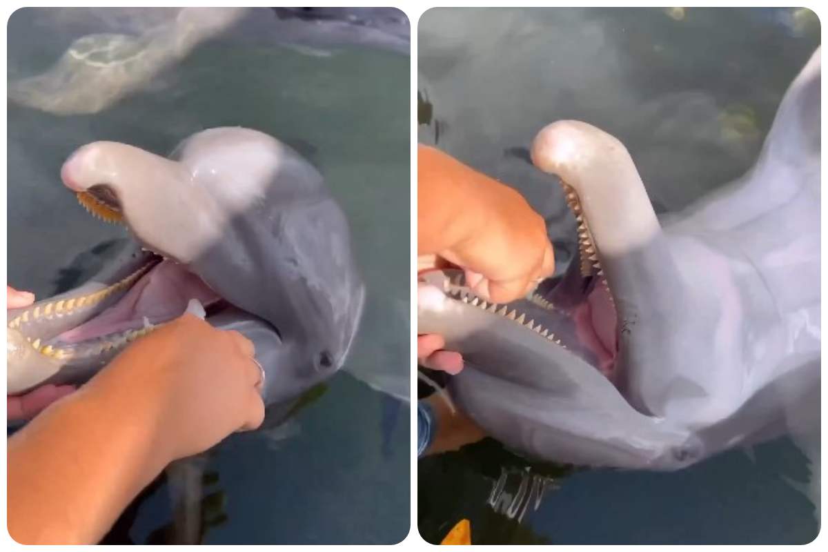 delfino lavare denti