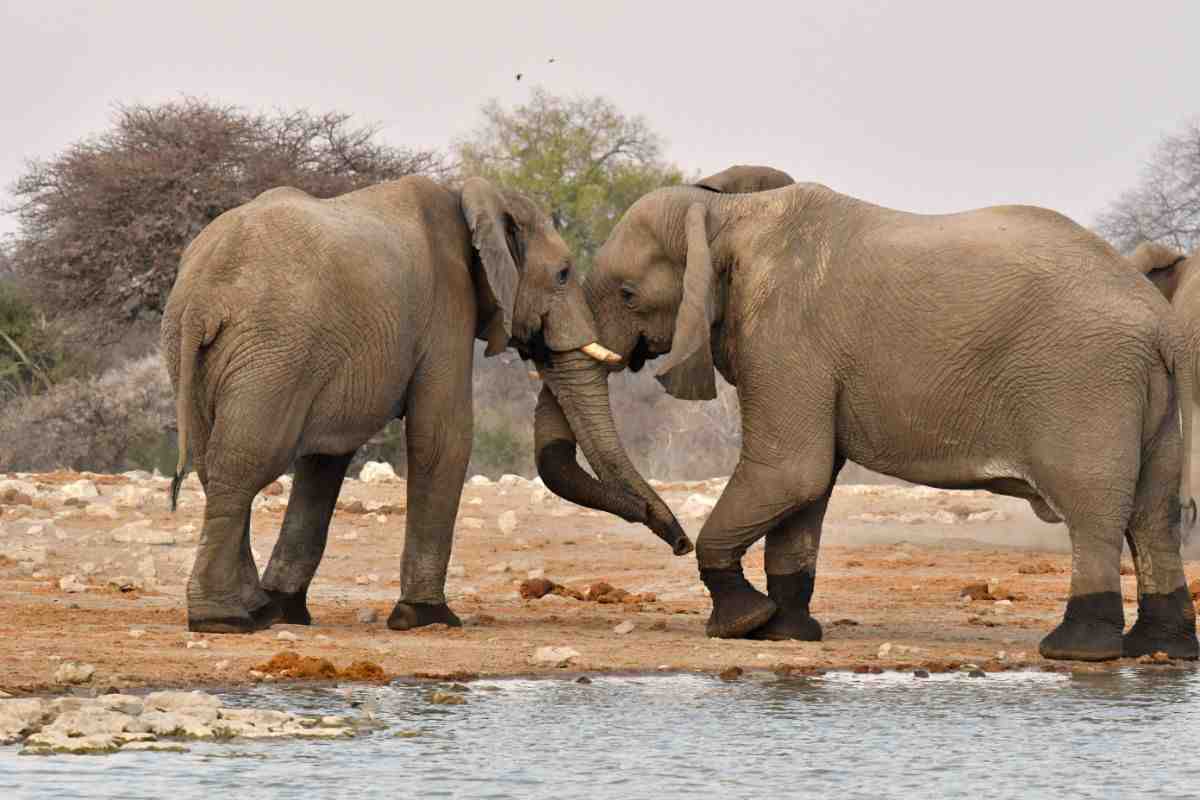 Elefanti si rivedono dopo 25 anni video