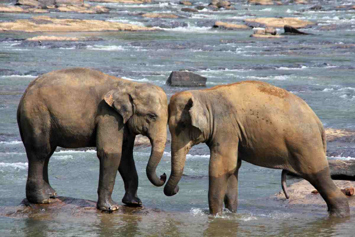 Elefanti si rivedono dopo 25 anni video