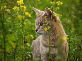Il gatto ti porta il topo