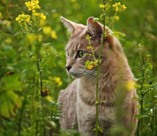 Il gatto ti porta il topo