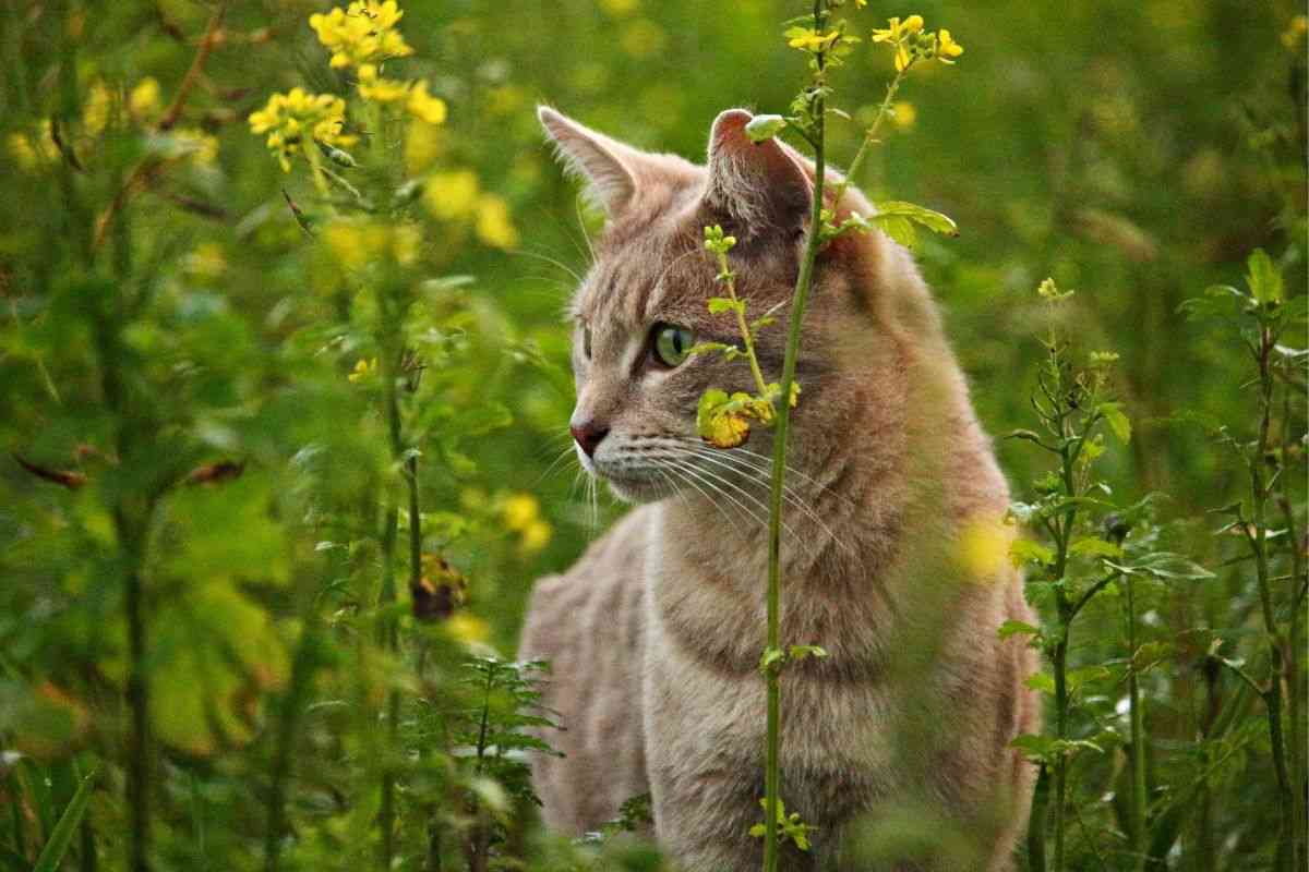 Felino porta il topo