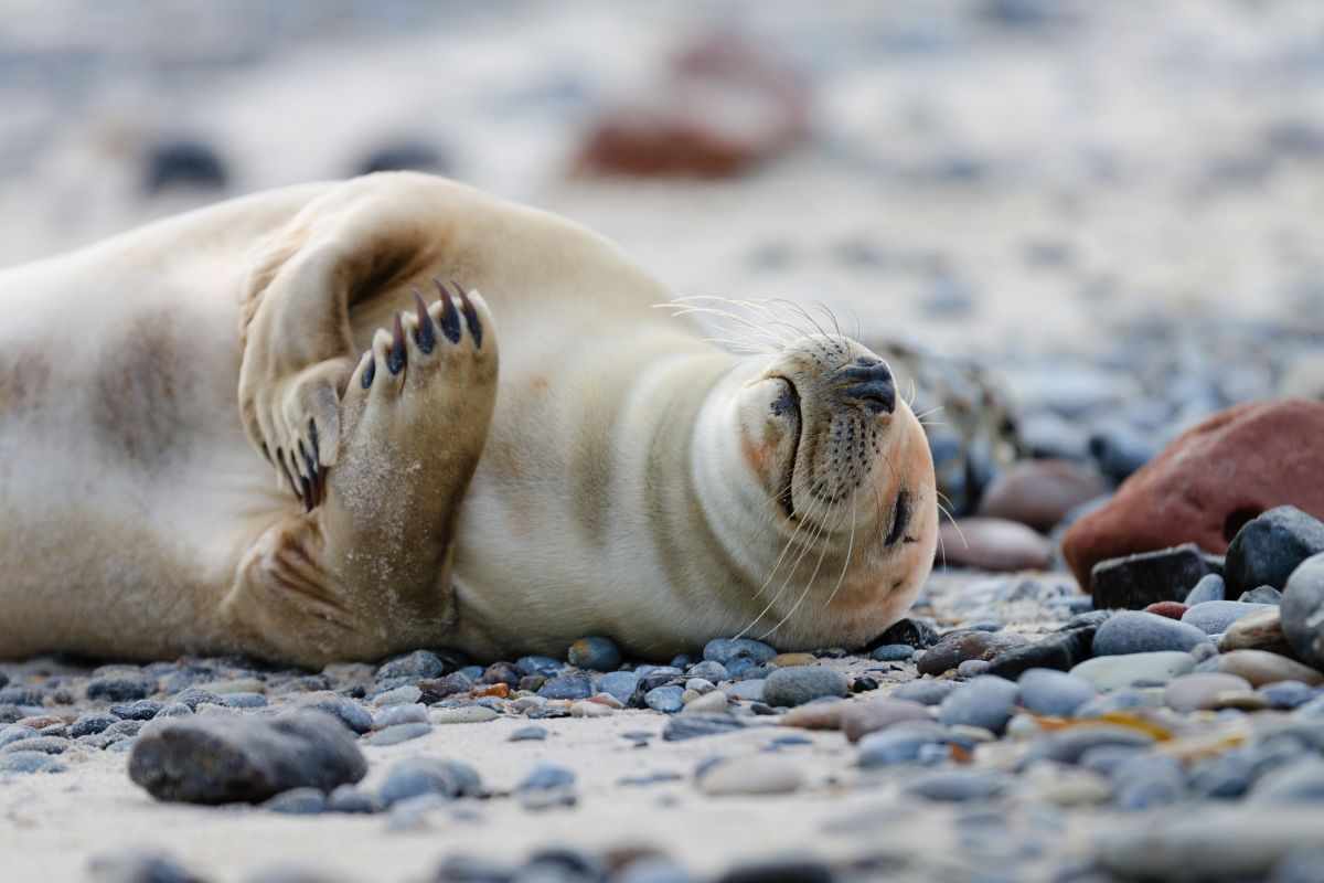 foca dorme tranquillamente