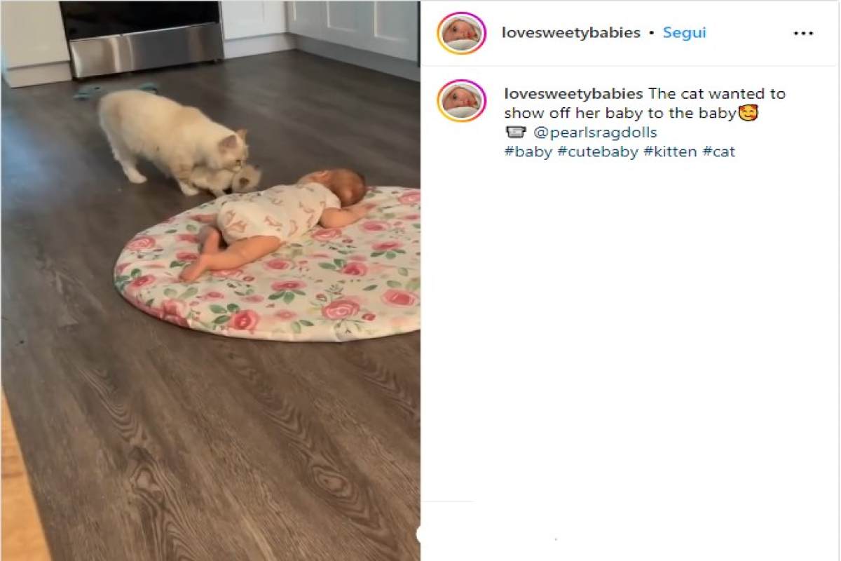 Gatta cucciolo neonata video