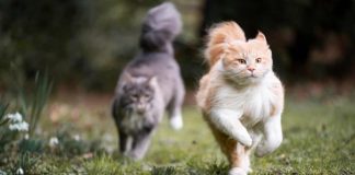 Gatti maschi in calore che scappano