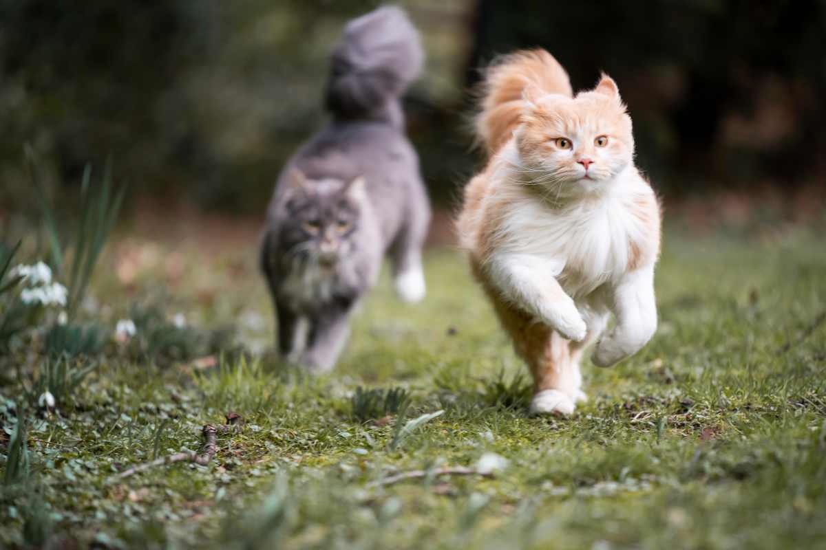 Gatti maschi in calore che scappano