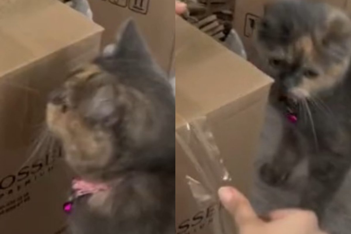 Gattino collaboratore pacchi regalo