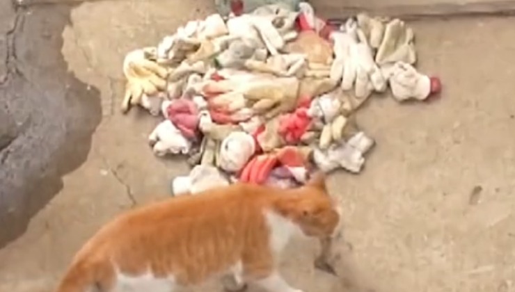 Gatto ruba guanti video incredibile