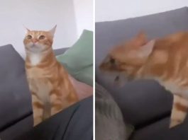 Gatto agitato