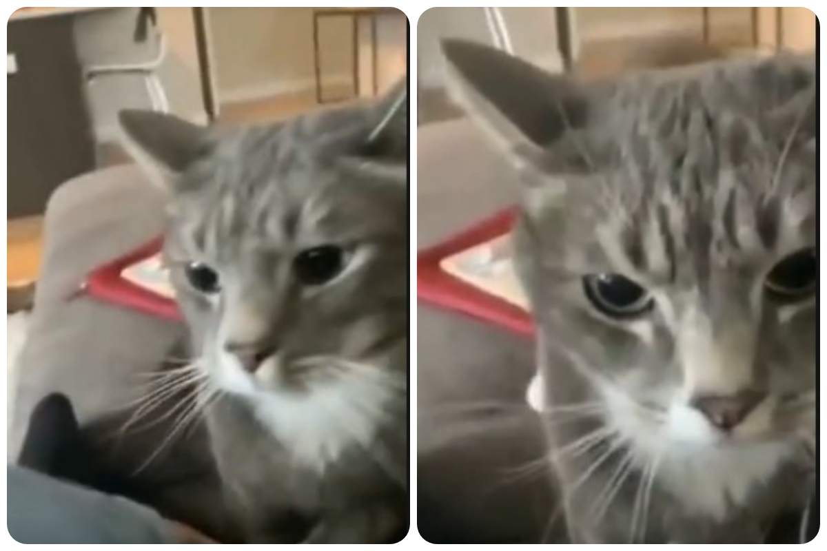 mai far perdere la pazienza al gatto reazione video