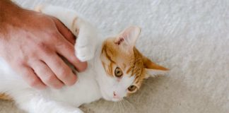motivi per vivere con un gatto
