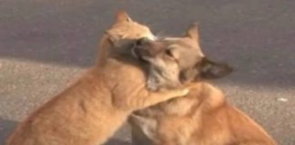 cagnolino aspetta il ritorno del padrone dalla casa di riposo gattino video