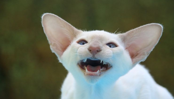 Gatto mostra i denti