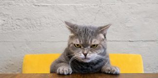 Gatto arrabbiato convivenza cane video