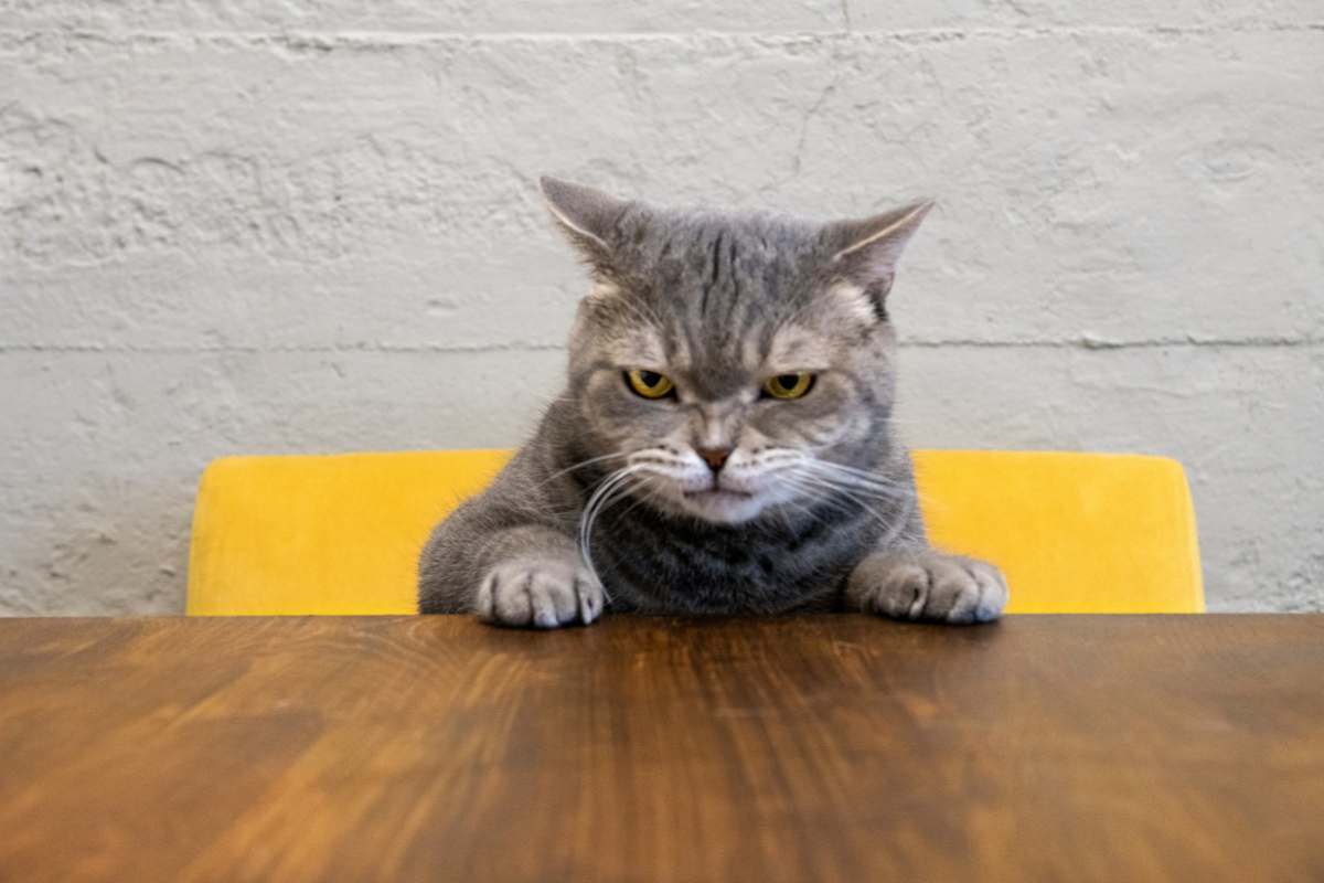 Gatto arrabbiato convivenza cane video
