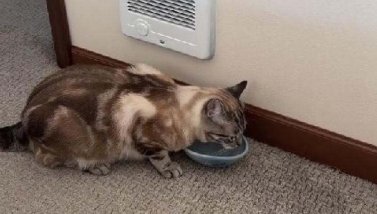 gatto beve