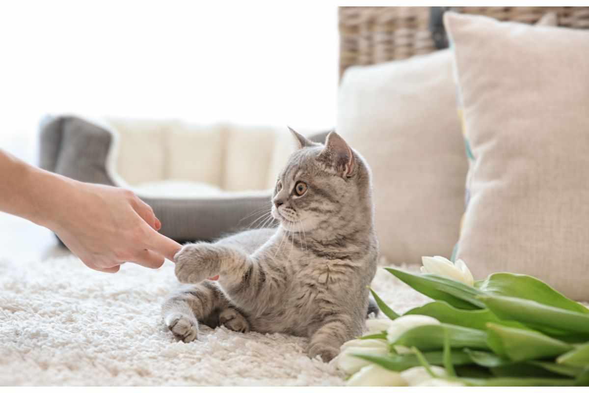 Vivere con un gatto in casa fa bene al nostro corpo: 11 ragioni scientifiche per adottarli  --- (Fonte immagine: https://www.velvetpets.it/wp-content/uploads/2023/09/Gatto-che-da-la-zampa-Velvetpets.it-170923.jpg)