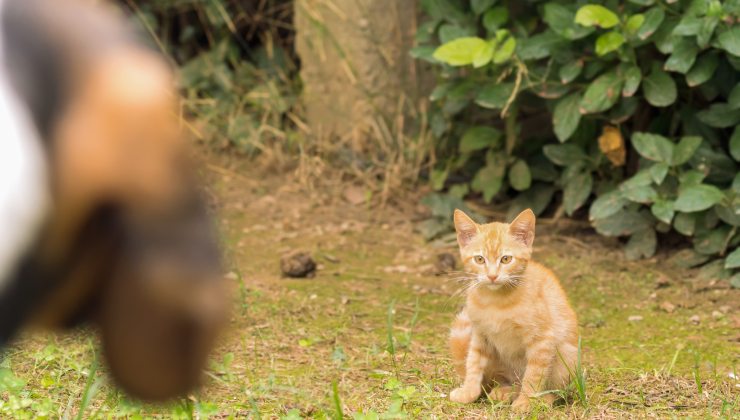 Gatto che sta per aggredire un cane