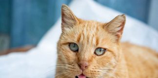 Gatto lingua di fuori e respiro affannoso cause e rimedi